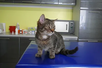 Przychodnia Weterynaryjna "Nasi Przyjaciele"